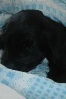 Tappancs Dog